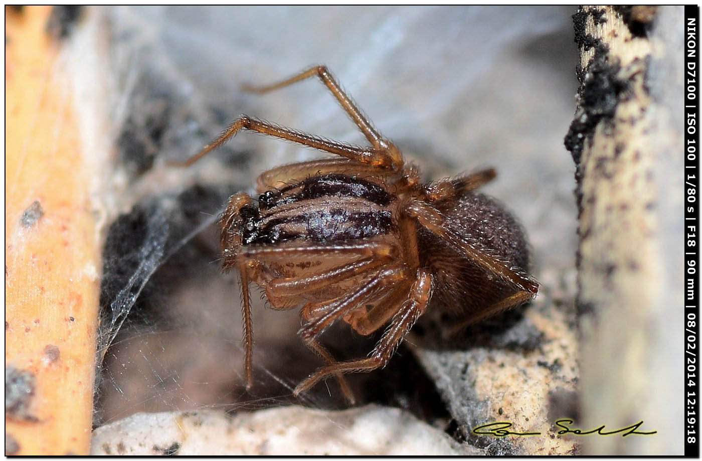 Scytodes velutina - Alghero (SS)